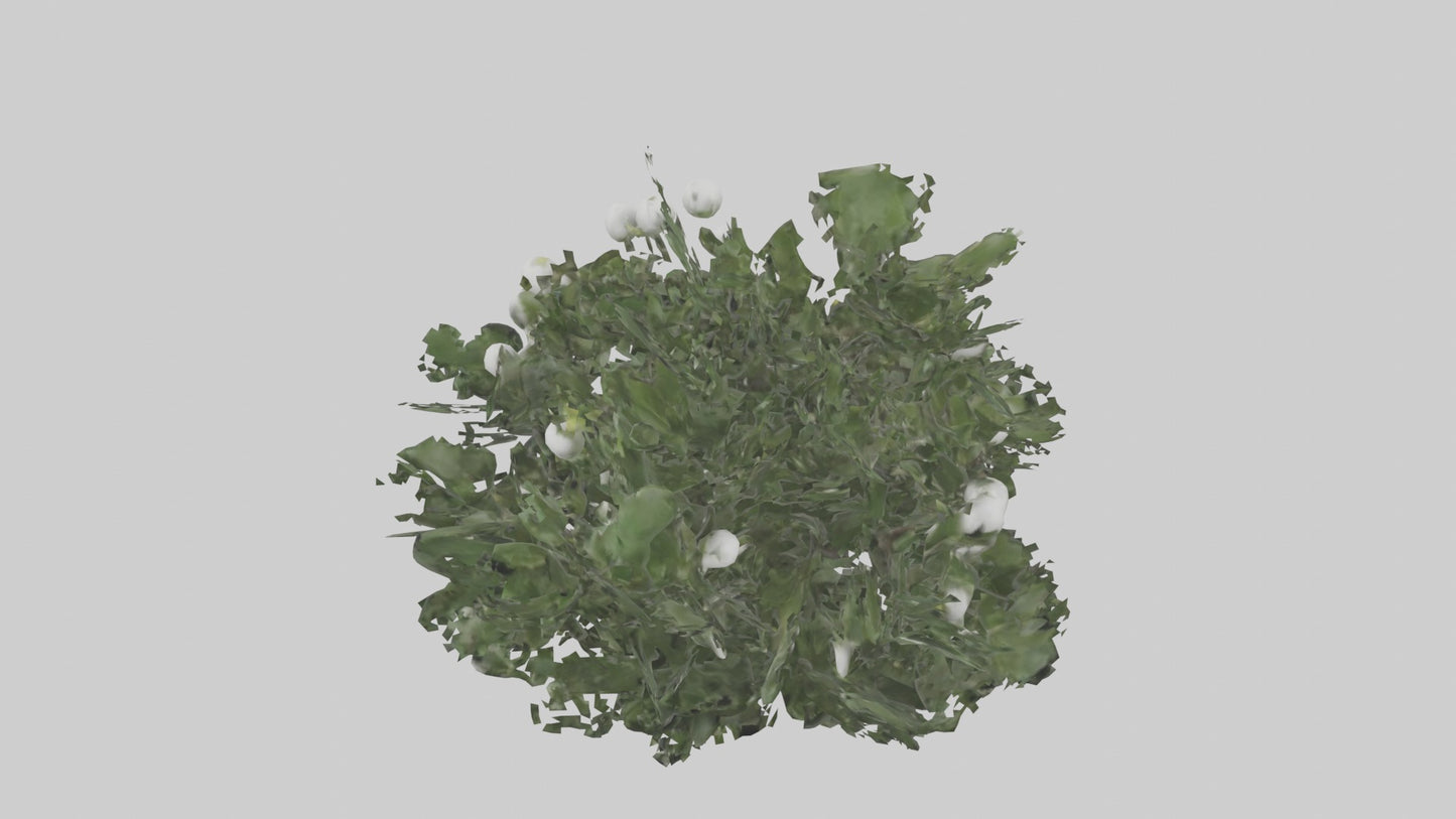 3D model Mistletoe Model VR / AR / low-poly