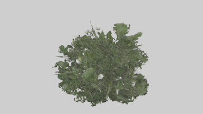 3D model Mistletoe Model VR / AR / low-poly
