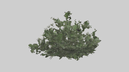 3D model Mistletoe Model VR / AR / low-poly