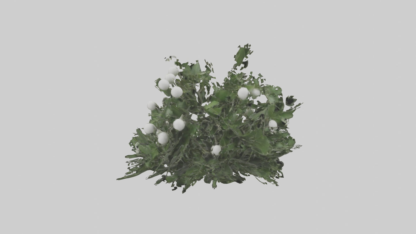 3D model Mistletoe Model VR / AR / low-poly