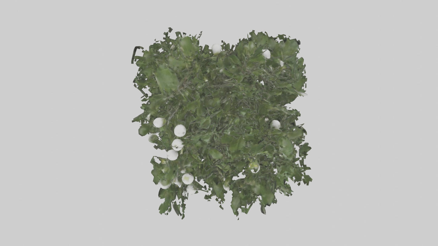3D model Mistletoe Model VR / AR / low-poly