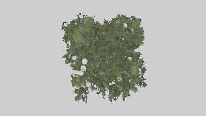 3D model Mistletoe Model VR / AR / low-poly