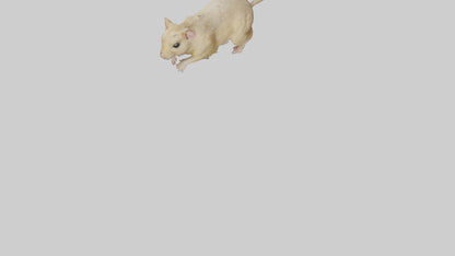 Mongolian Gerbil running model 3D model