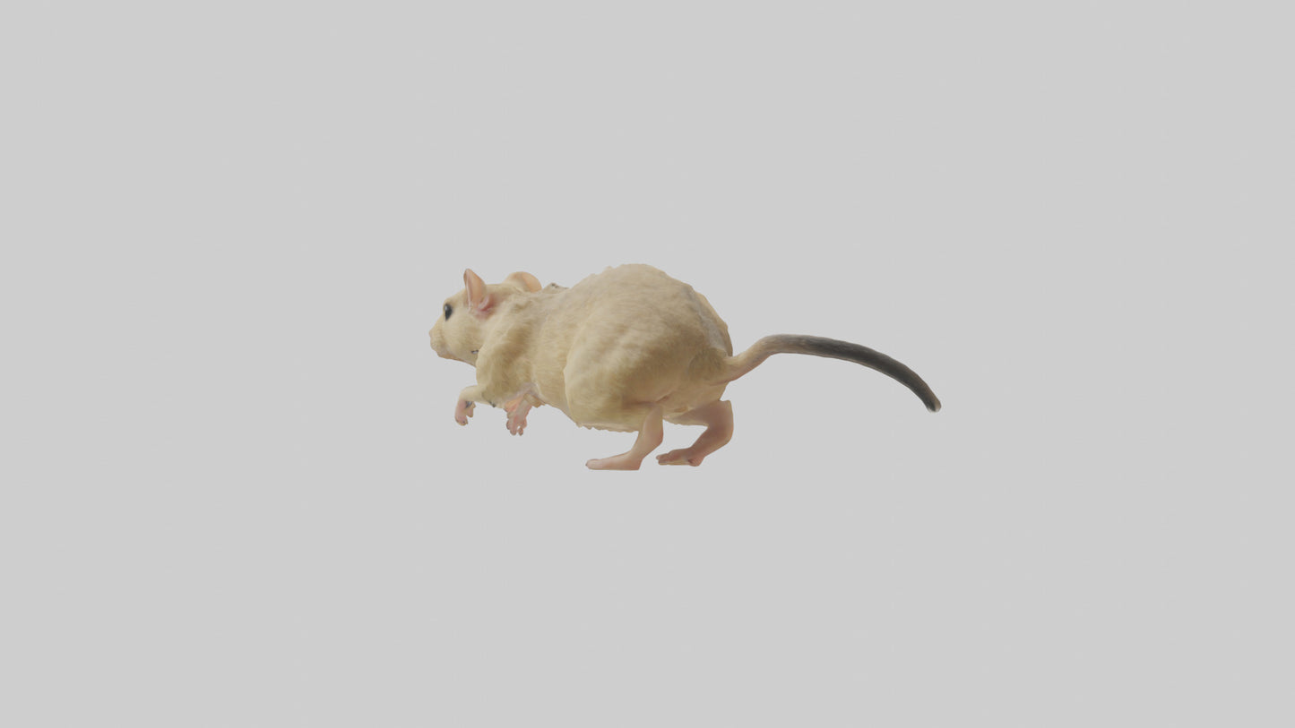 Mongolian Gerbil running model 3D model