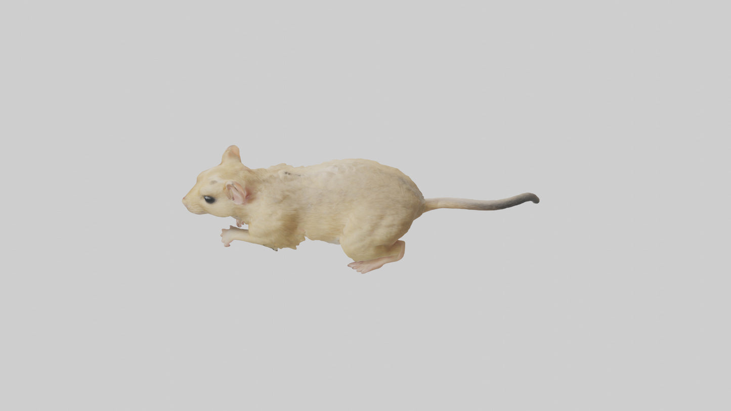 Mongolian Gerbil running model 3D model