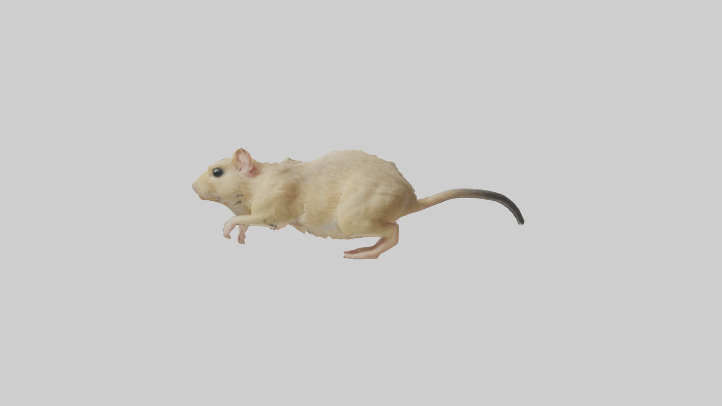 Mongolian Gerbil running model 3D model