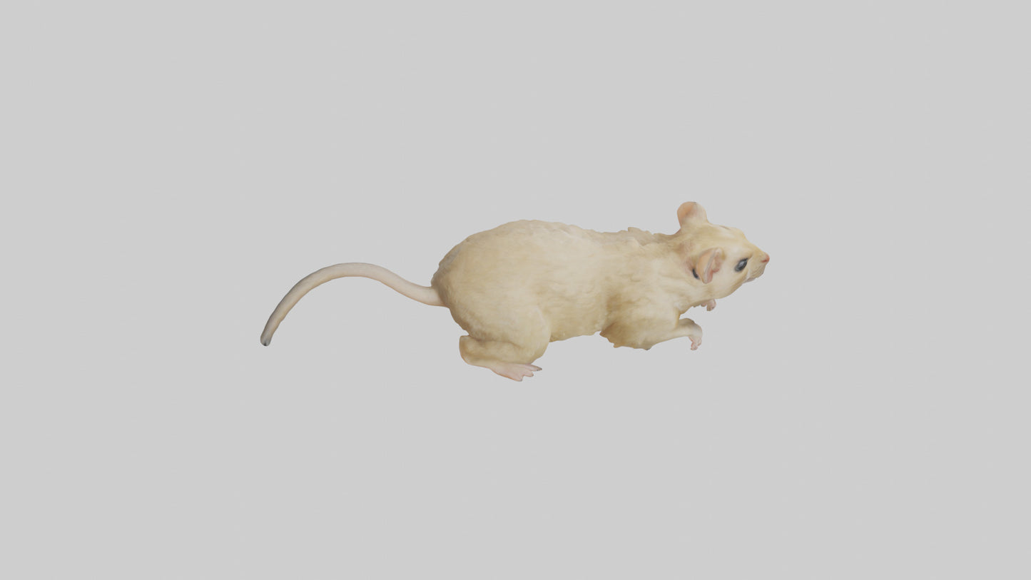 Mongolian Gerbil running model 3D model