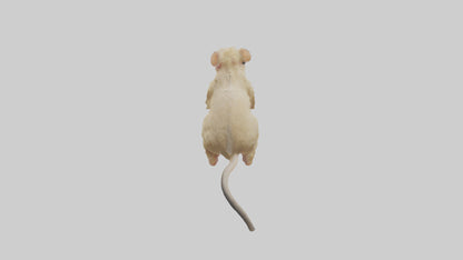 Mongolian Gerbil running model 3D model