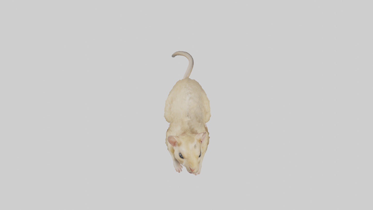 Mongolian Gerbil running model 3D model