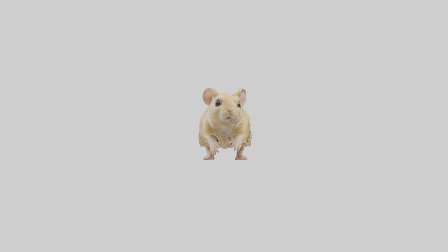 Mongolian Gerbil running model 3D model