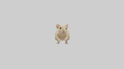 Mongolian Gerbil running model 3D model