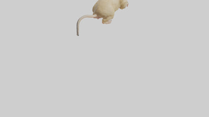 Mongolian Gerbil running model 3D model