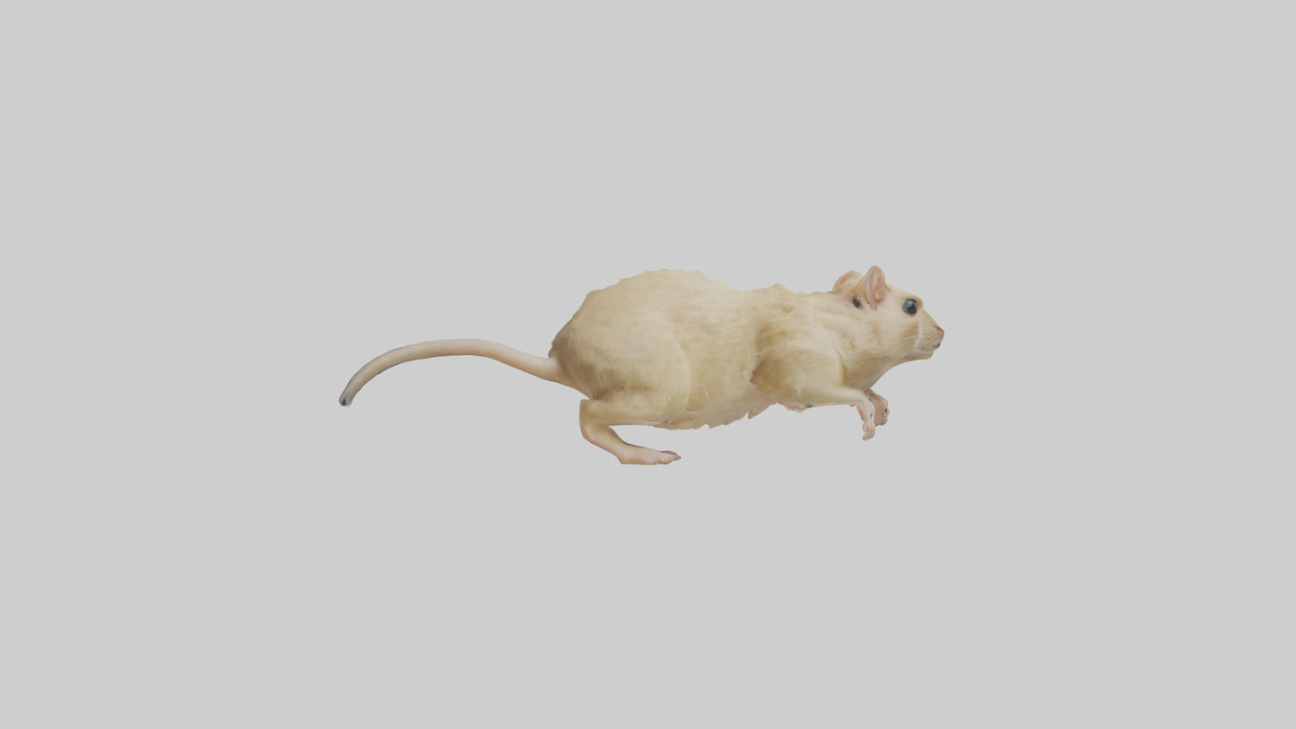 Mongolian Gerbil running model 3D model