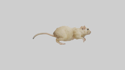 Mongolian Gerbil running model 3D model