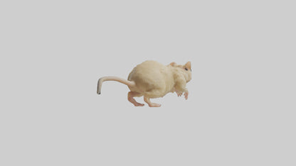 Mongolian Gerbil running model 3D model