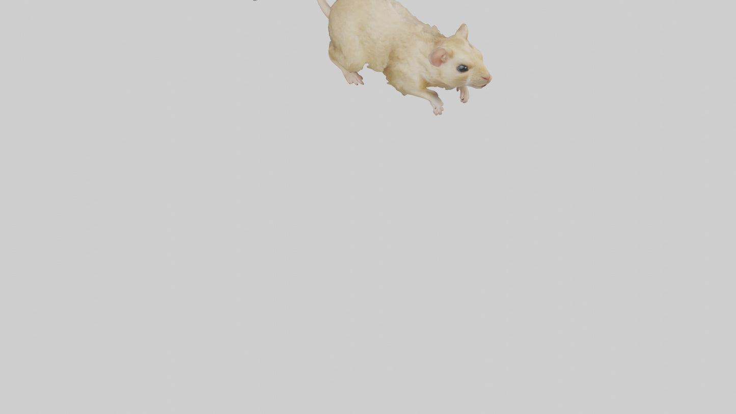 Mongolian Gerbil running model 3D model