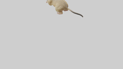 Mongolian Gerbil running model 3D model