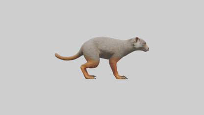 Mongoose hunting model 3D model