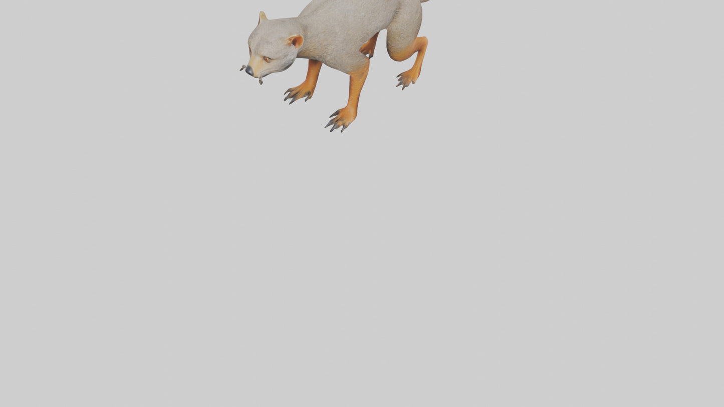 Mongoose hunting model 3D model