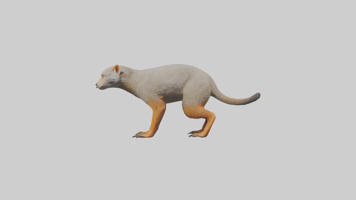 Mongoose hunting model 3D model