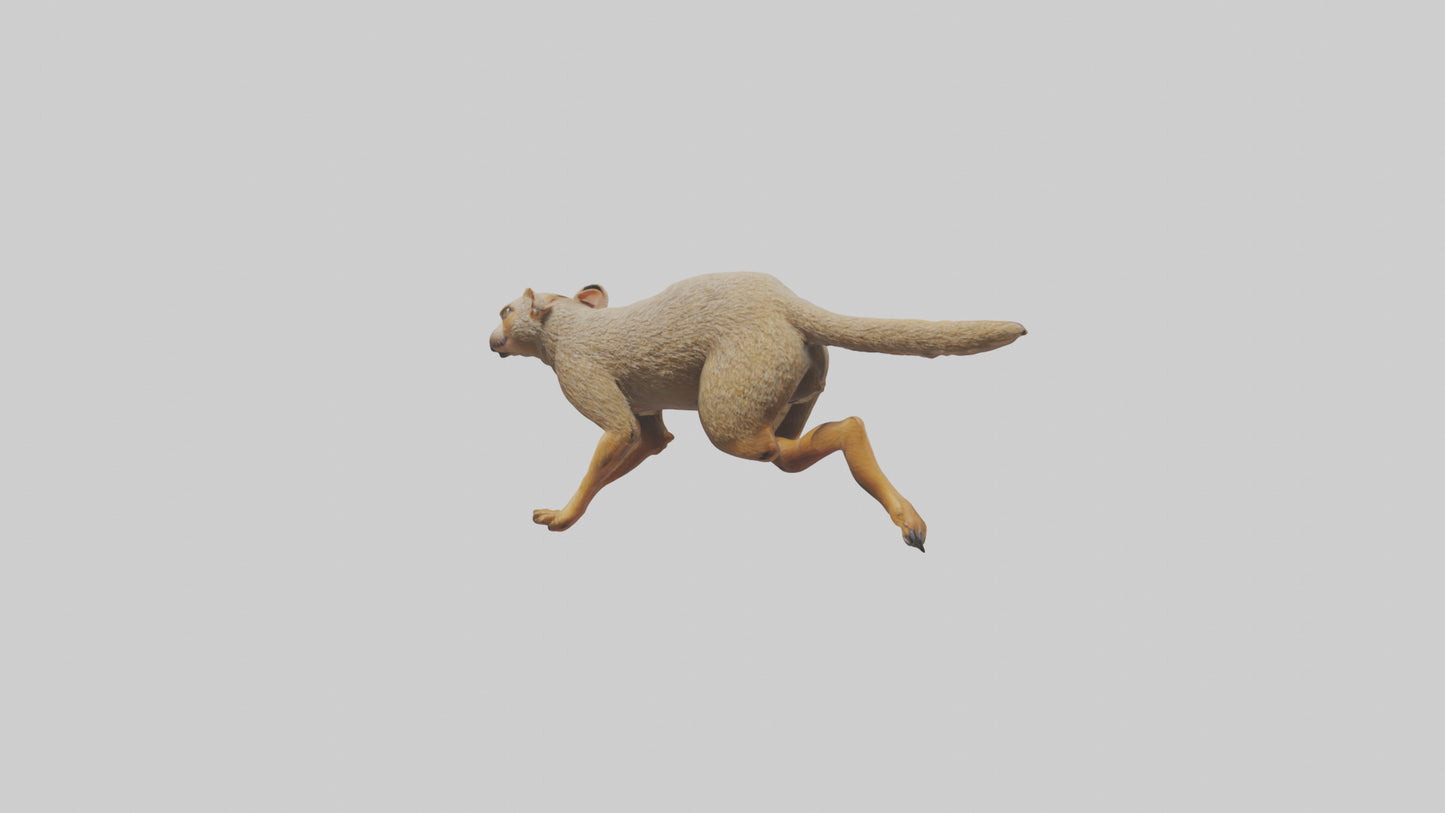 3D model Mongoose running model VR / AR / low-poly
