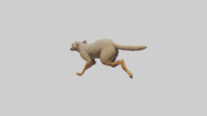 3D model Mongoose running model VR / AR / low-poly