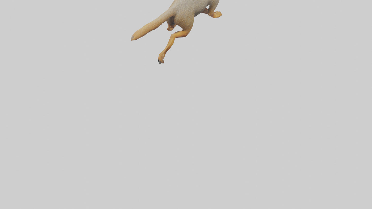 3D model Mongoose running model VR / AR / low-poly