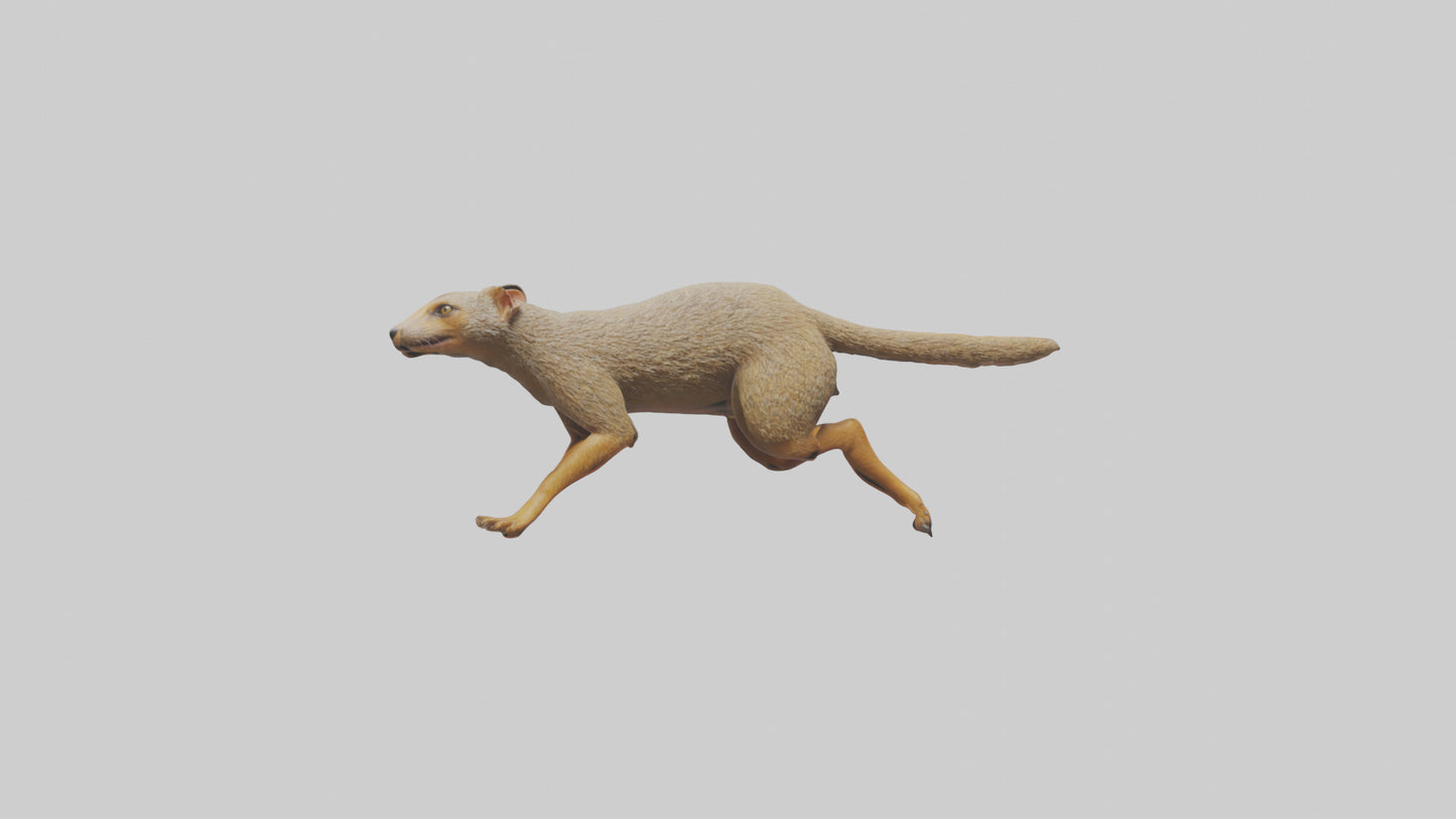3D model Mongoose running model VR / AR / low-poly