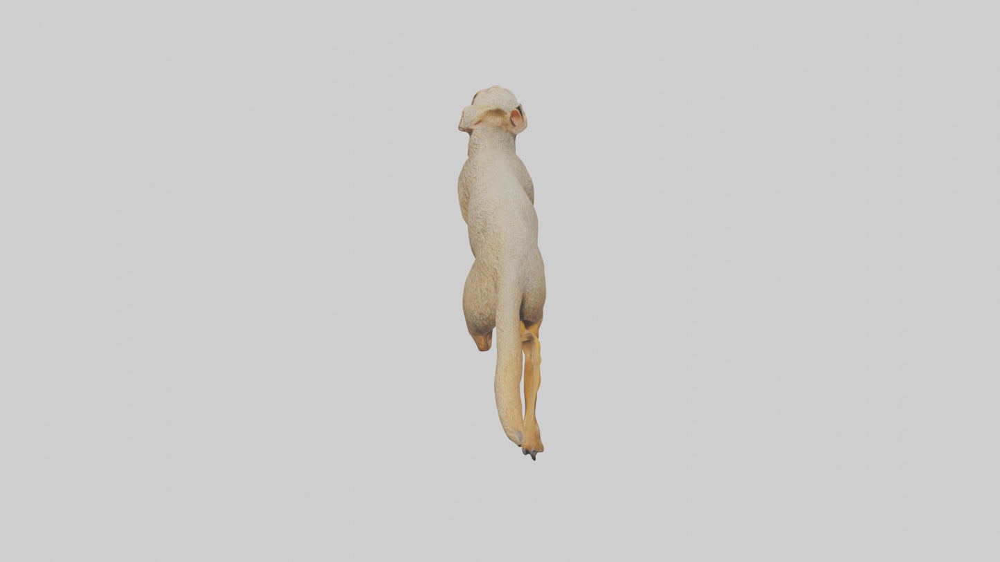 3D model Mongoose running model VR / AR / low-poly