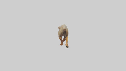 3D model Mongoose running model VR / AR / low-poly