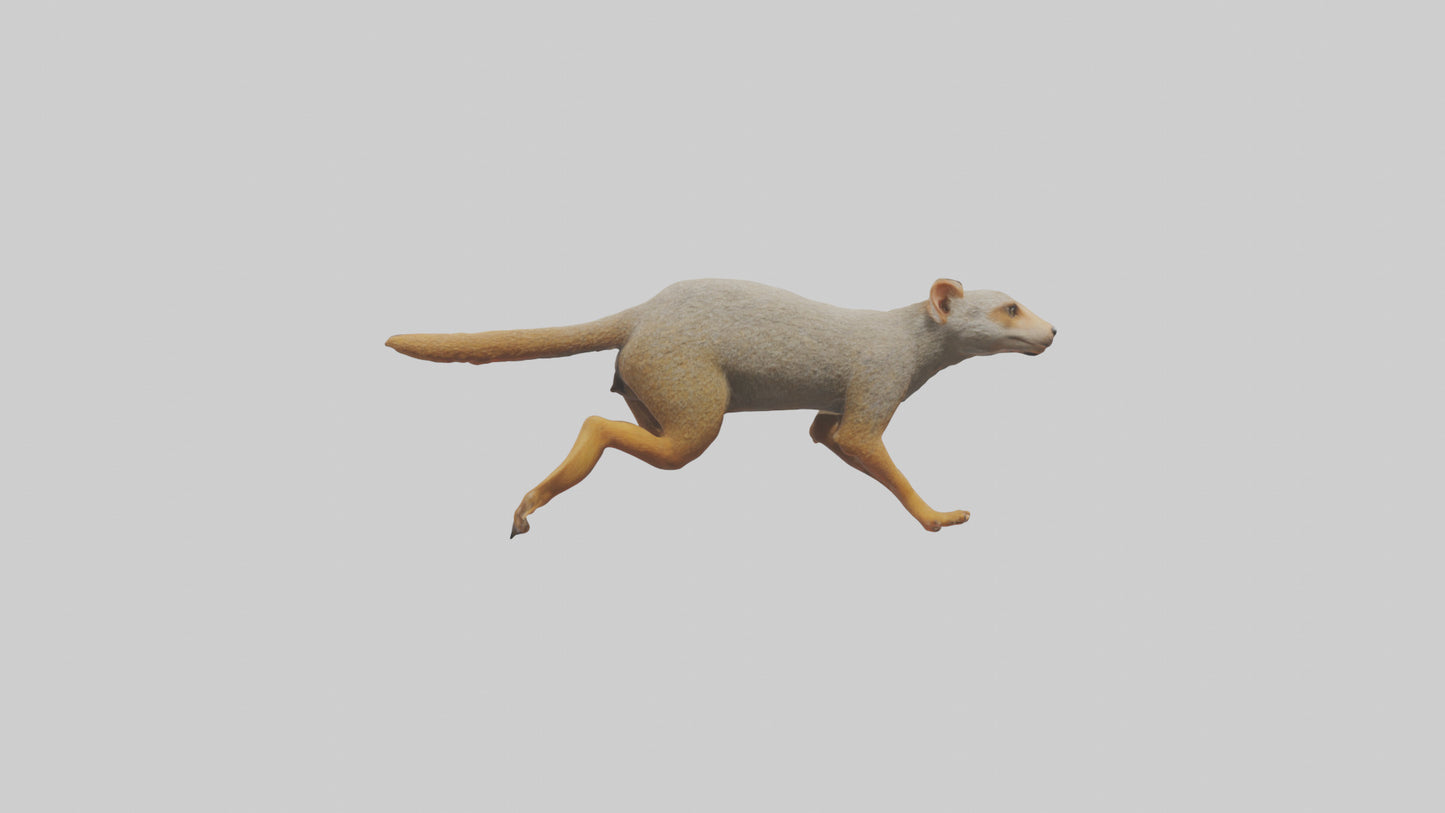 3D model Mongoose running model VR / AR / low-poly