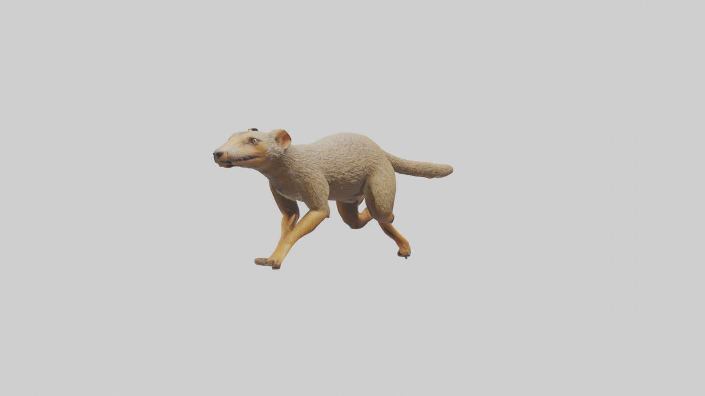 3D model Mongoose running model VR / AR / low-poly