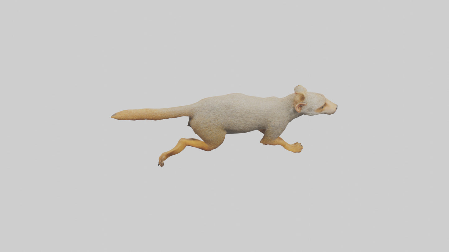 3D model Mongoose running model VR / AR / low-poly
