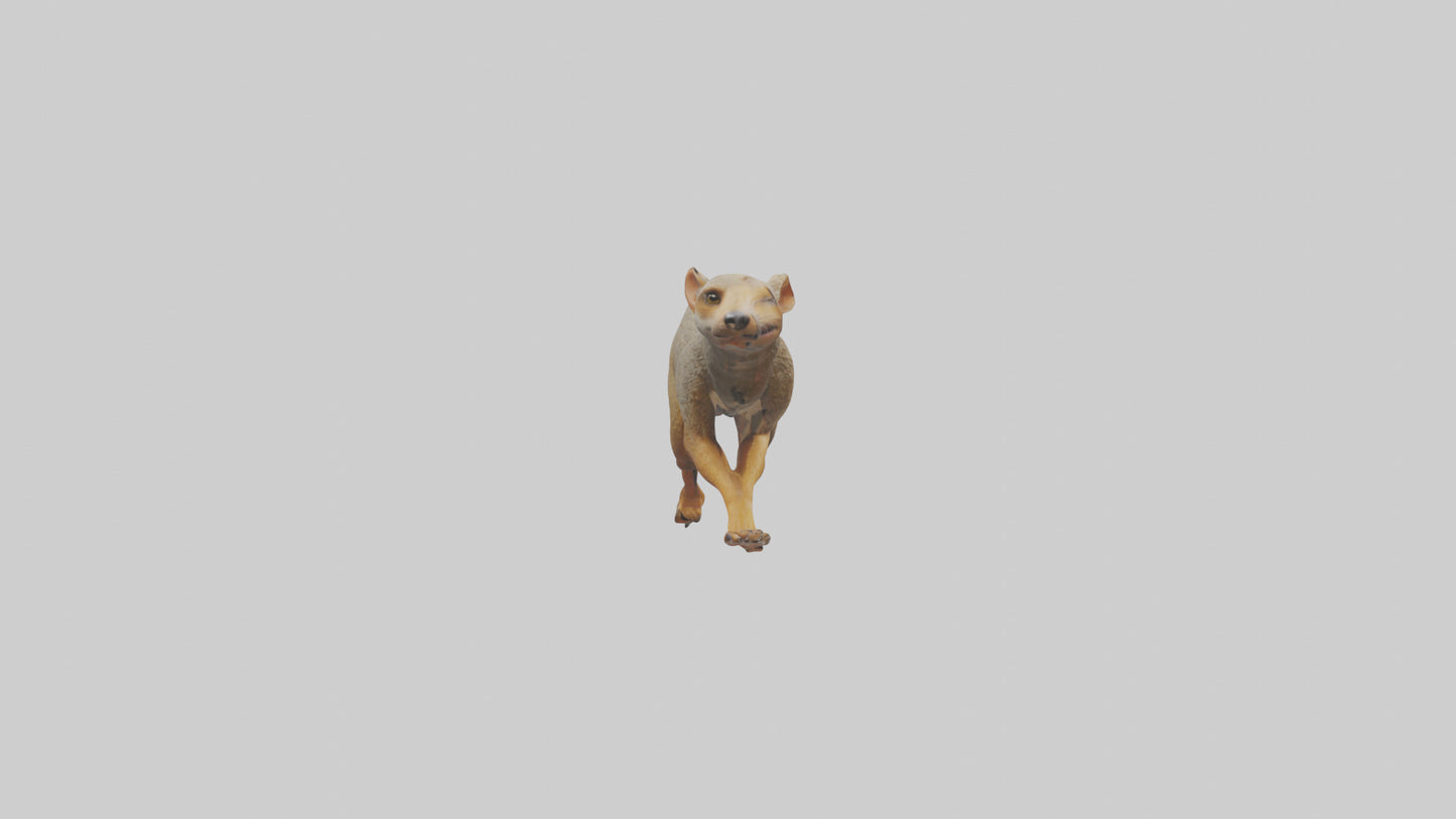 3D model Mongoose running model VR / AR / low-poly