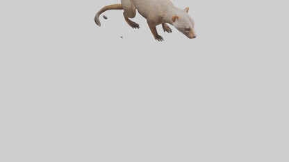 Mongoose sniffing for prey model 3D model