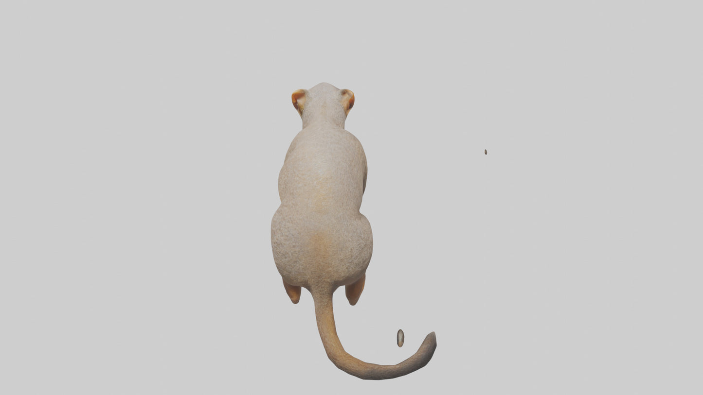 Mongoose sniffing for prey model 3D model