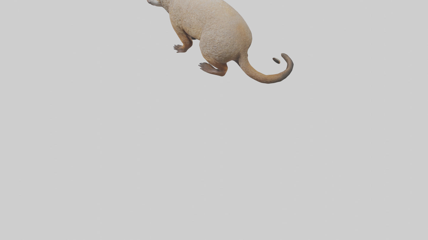 Mongoose sniffing for prey model 3D model