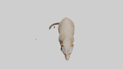 Mongoose sniffing for prey model 3D model