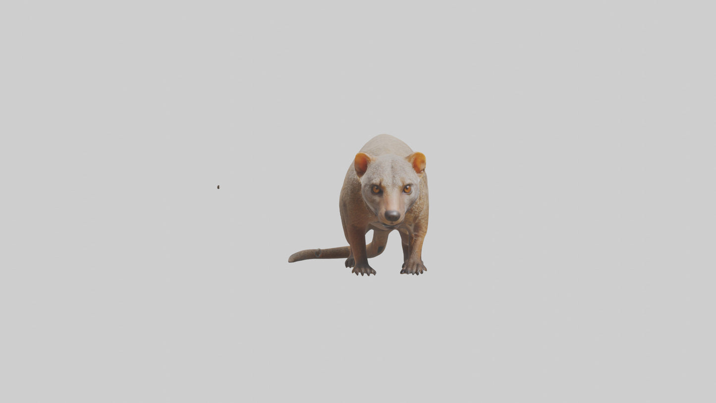 Mongoose sniffing for prey model 3D model