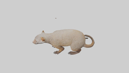 Mongoose sniffing for prey model 3D model