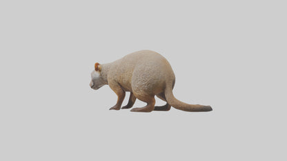 Mongoose sniffing for prey model 3D model