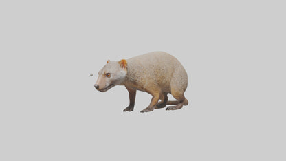 Mongoose sniffing for prey model 3D model