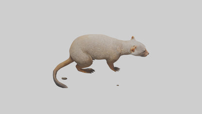 Mongoose sniffing for prey model 3D model