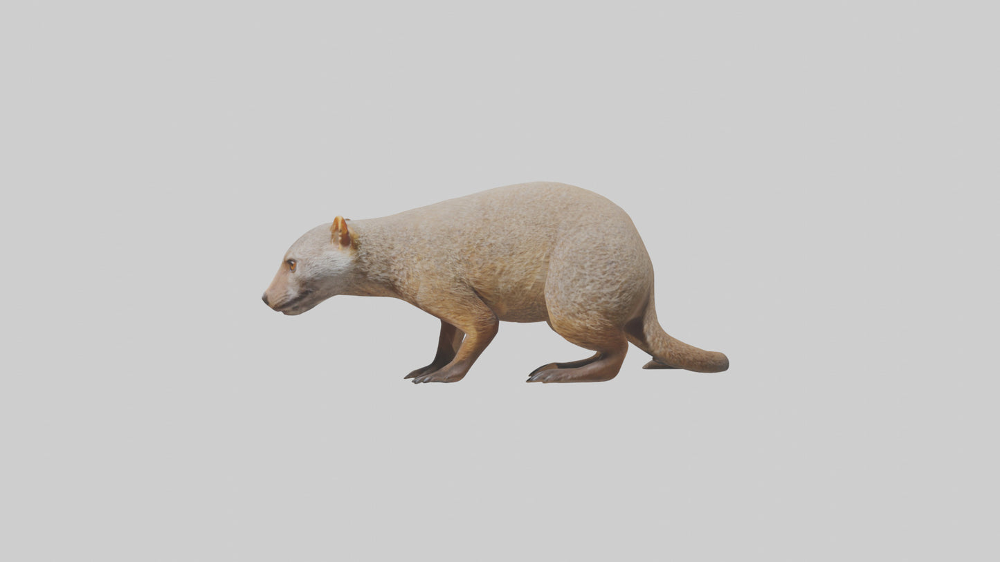 Mongoose sniffing for prey model 3D model