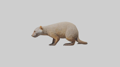 Mongoose sniffing for prey model 3D model