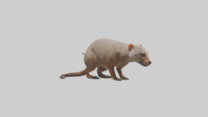 Mongoose sniffing for prey model 3D model
