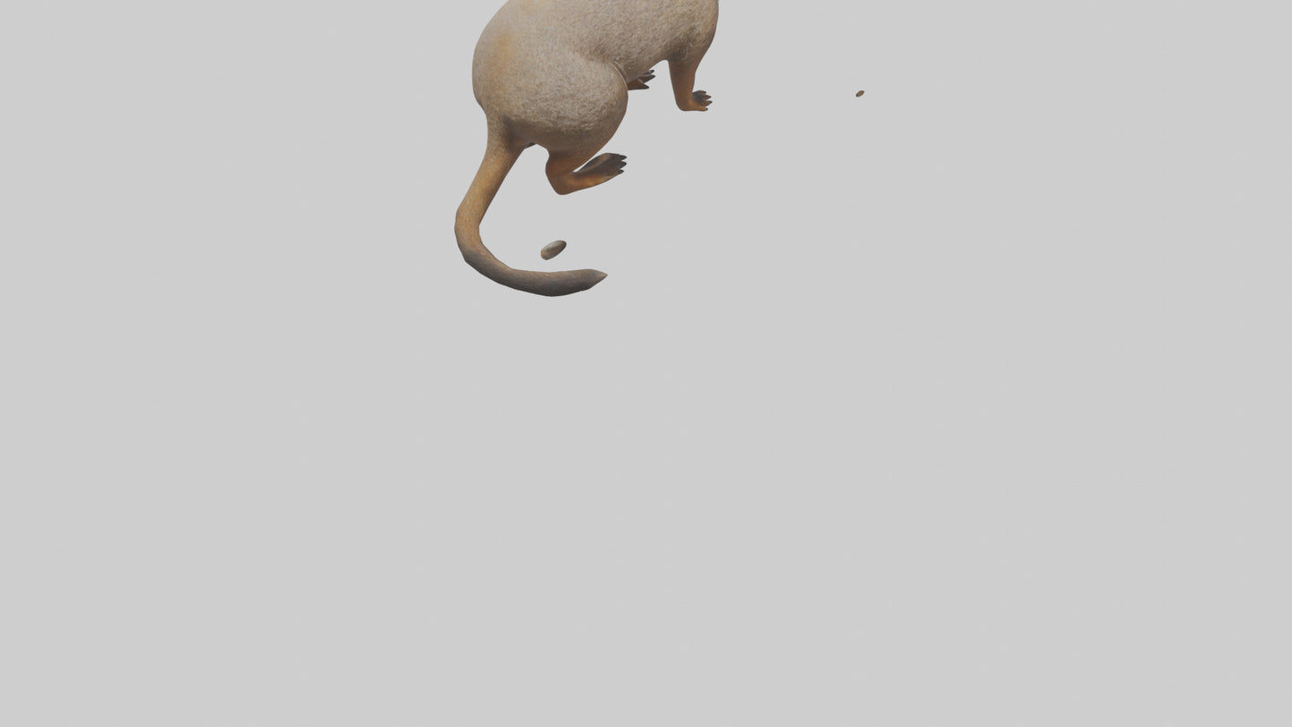 Mongoose sniffing for prey model 3D model