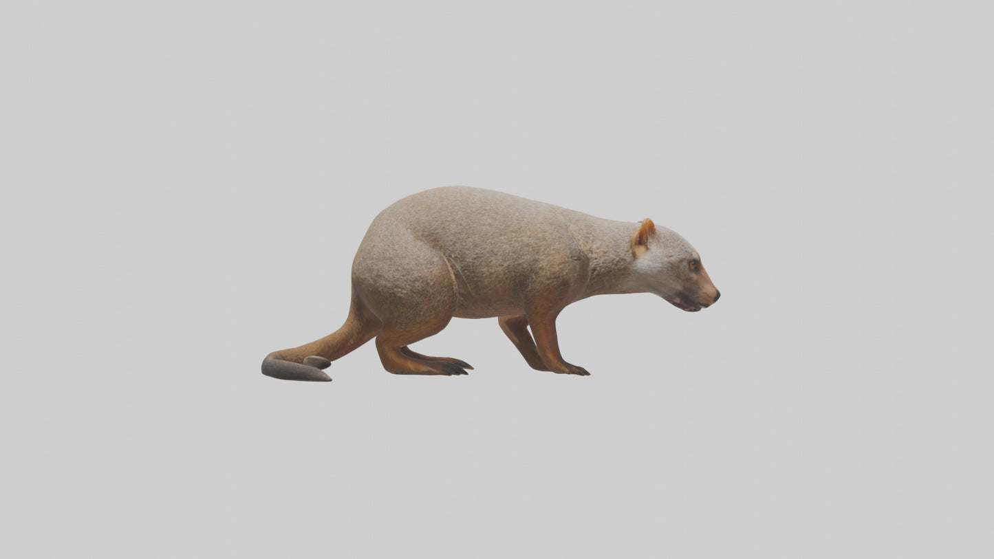 Mongoose sniffing for prey model 3D model