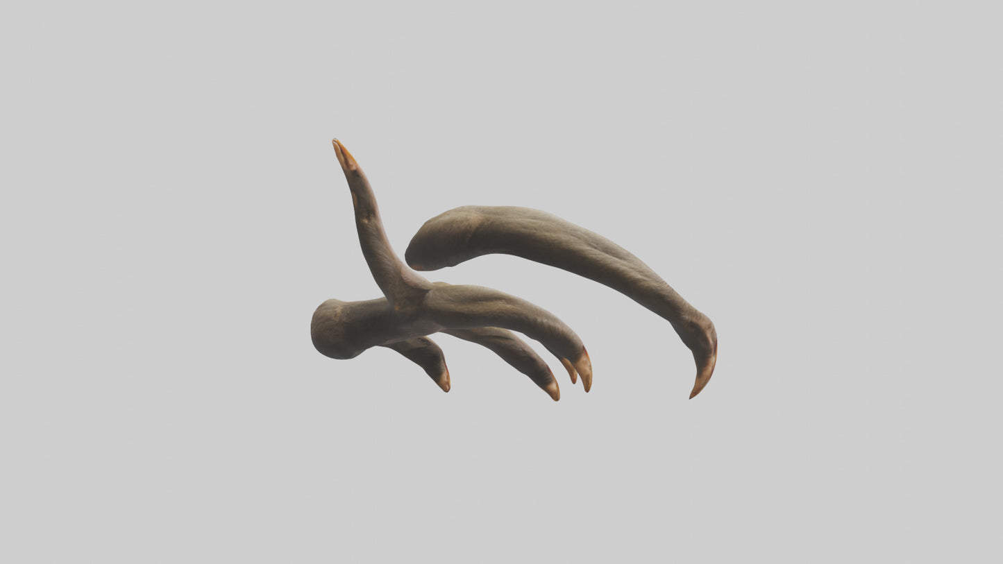 3D model Monkey Claws VR / AR / low-poly