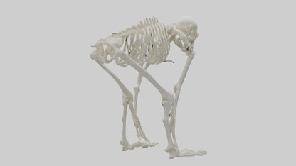 3D model Monkey Skeleton model VR / AR / low-poly